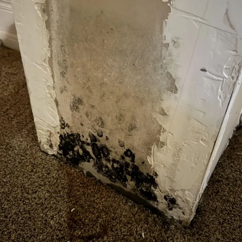 Professional Mold Removal in Rupert, ID
